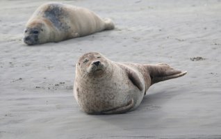 Sortie nature "La Baie d'Authie, les phoques en baie d'Authie"